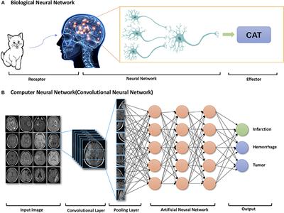 Applications of Deep Learning to Neuro-Imaging Techniques